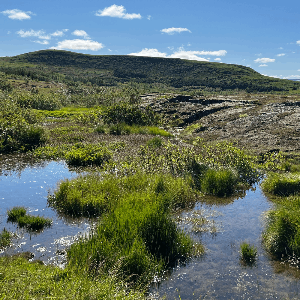 Wetlands with Ásfjall in the distance